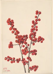 Winterberry (Ilex verticillata)