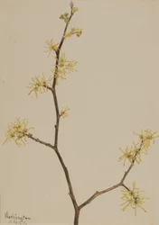Amamelide Hamamelis virginiana