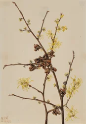 Amamelide (Hamamelis virginiana)