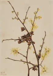 Amamelide Hamamelis virginiana, 1922