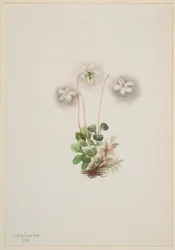 Ninfa dei boschi (Moneses uniflora)