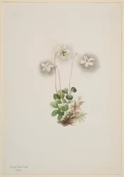 Ninfa dei boschi Moneses uniflora, 1902