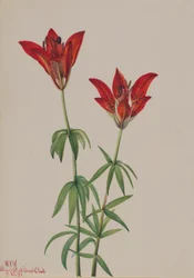 Giglio di bosco (Lilium philadelphicum)