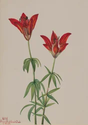 Giglio di legno Lilium philadelphicum