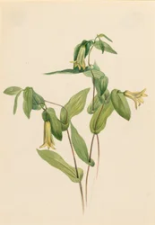 Wood Merrybells (Uvularia perfoliata)