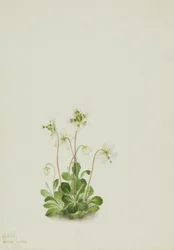 Ninfa dei boschi (Moneses uniflora)