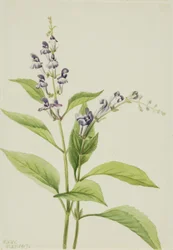 Wood Skullcap Scutellaria serrata, 1917