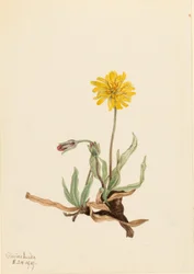 Agoseris lanosa (Agoseris villosa)