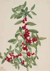 Yaupon Ilex vomitoria