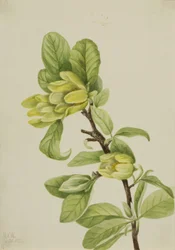 Magnolia cordata