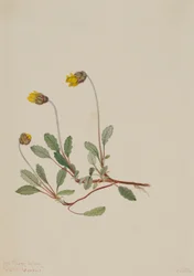 Driade gialla (Dryas drummondii)