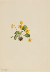 Viola gialla (Viola orbiculata)