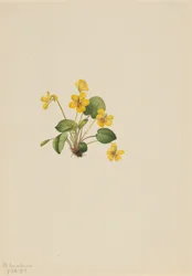 Viola gialla