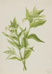 Salice giallo (Epilobium lutem)