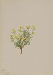 Erba gialla di salice