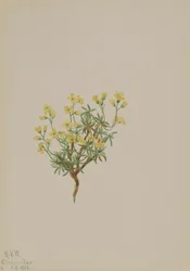 Erba di salice giallo