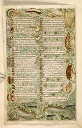 Add. 28841, f.3v: Cavallucci marini, lumache e conchiglie, da un Trattato sulle Virtù e i Vizi, e una storia anonima in prosa della Sicilia (frammento), c.1330-40