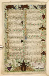 Falene e coleotteri cornuti, da un Trattato sulle Virtù e i Vizi, e una storia anonima in prosa della Sicilia (frammento), c.1330-40