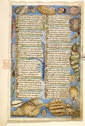 Conchiglie e creature marine, da un Trattato sulle Virtù e i Vizi, e una storia anonima in prosa della Sicilia (frammento), c.1330-40