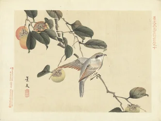 Uccello e cachi