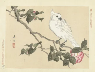 Cacatua bianco su un ramo di camelia. 1892