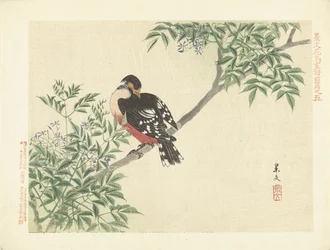 Uccello nero e rosso - Schizzi di fiori e uccelli di Keibun, parte uno (titolo della serie) - Keibun kacho gafu zenpen (titolo della serie sull
