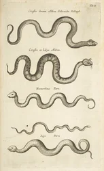 Tab II, Serpenti, Illustrazione da 
