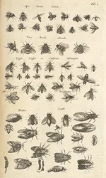 Tab I, Api e Vespe, Illustrazione da 