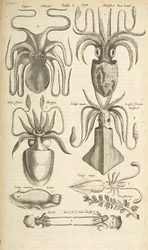 Tab I, Polpo, Illustrazione da 