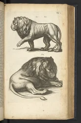 Tab L, Leoni, illustrazione da 