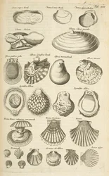 Tab XIIII, Varie conchiglie, Illustrazione da 