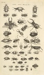 Tab XIII, Coleotteri, Illustrazione da 