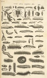Tab XIX, Bruchi, Illustrazione da 