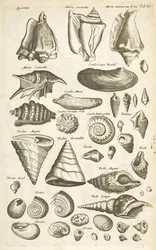 Tab XI, Varie conchiglie, Illustrazione da 