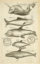 Tab XLIII, Delfini, Illustrazione da 