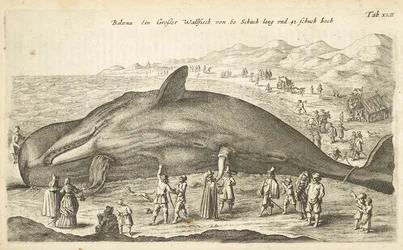 Tab XLII, Balena, Illustrazione da 