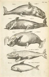Tab XLI, Balene, Illustrazione da 