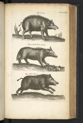 Tab XLVIII, Cinghiale, Illustrazione da 