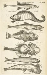 Tab XLVII, Specie di pesci, Illustrazione da 