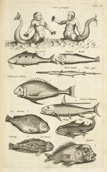 Tab XL, Antropomorfi; Sirena; Tritone; Pesce tropicale, Illustrazione da 