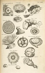 Tab XVIII, Vita marina, Illustrazione da 