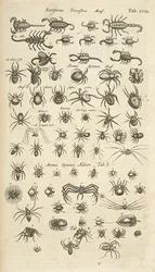 Tab XVIII, Scorpioni terrestri e aracnidi, Illustrazione da 