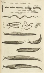 Tab XXIV, Lumache e vermi, Illustrazione da 