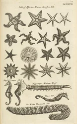 Tab XXVIII, Stelle marine e cavallucci marini, Illustrazione da 