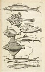 Tab XXXIX, Specie di pesci, Illustrazione da 