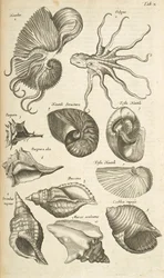 Tab X, Polpo e conchiglie di Nautilus, Illustrazione da 
