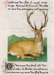Le Livre des simples medecines - traduzione in francese dal manoscritto latino del XII secolo di Matthaeus Platearius (pergamena)