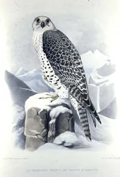 Falco islandese, da 