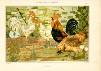 Raffigurazione naturalistica di galline e galli (litografia)