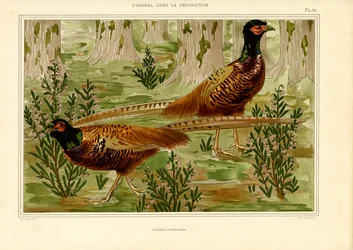 Coppia di fagiani naturalistici nella foresta (litografia)
